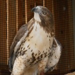 Aviana